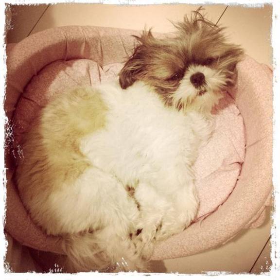 FOTO: Tominaga mostra cachorrinha