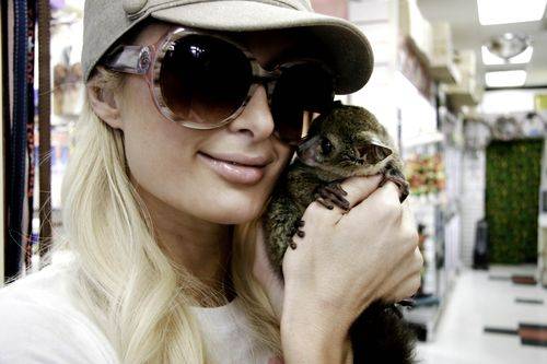 Paris Hilton e sua paixão por bichos