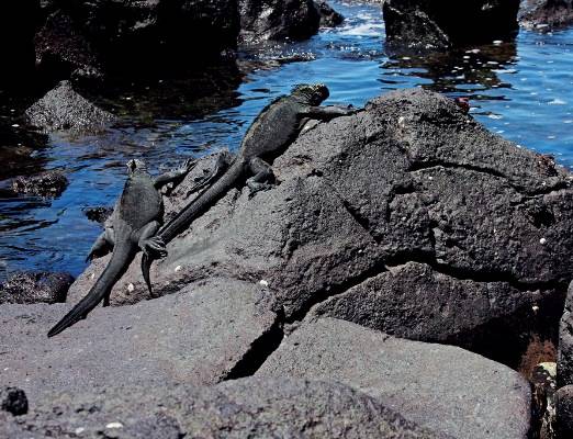 Galápagos: Fauna rica e beleza natural no Equador