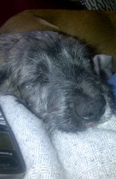 Lily Allen compra novo cachorrinho