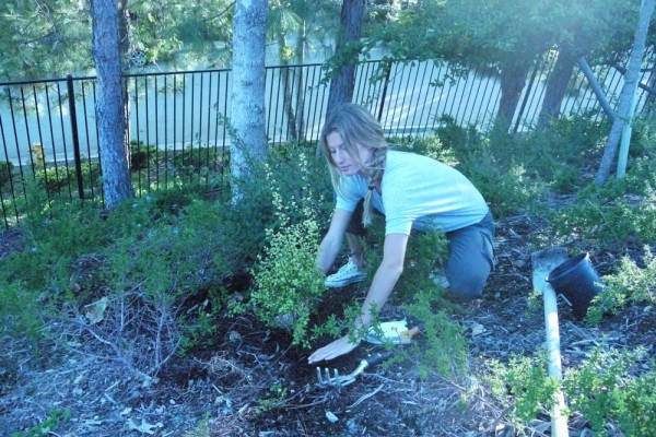 Bündchen planta árvore pelo planeta