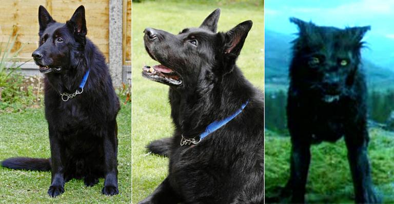 Cachorro de ‘Harry Potter’: doação