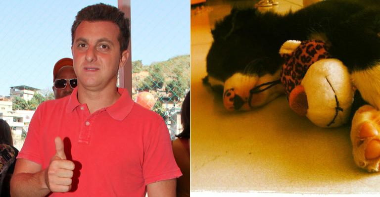 Luciano Huck ganha cachorrinho de presente da mulher, Angélica