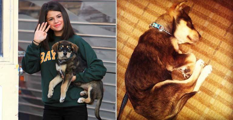 Cão de Selena Gomez quase morre após ingerir grande quantidade de pequenas pedras