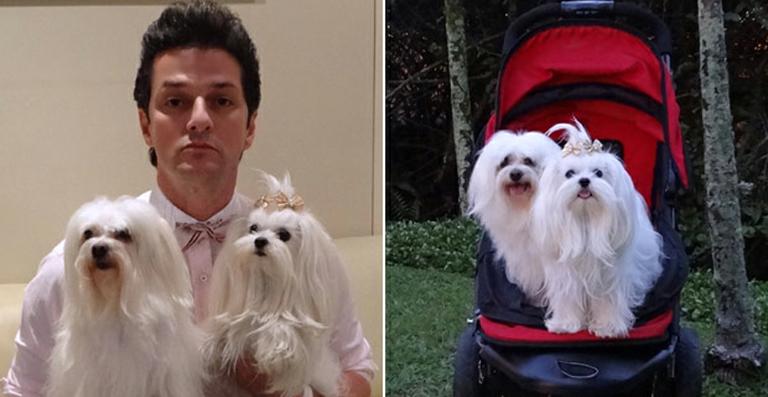 O sucesso das cachorrinhas de Tereza Cristina em ‘Fina Estampa’