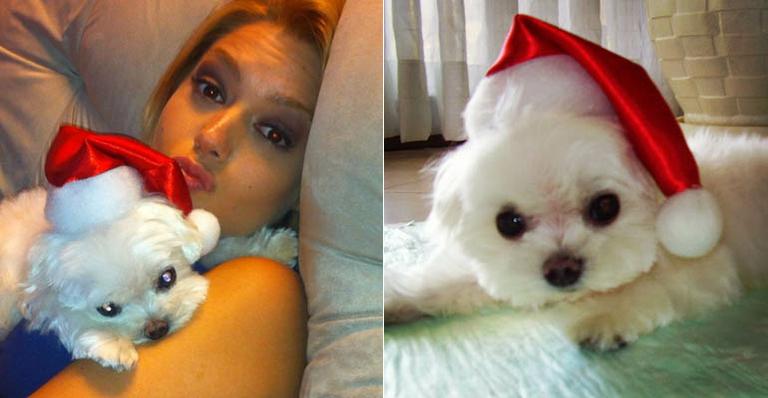 Cachorro de Thais Fersoza vira Papai Noel com gorrinho