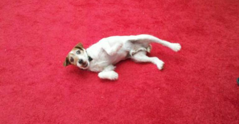 Até o cachorrinho foi ao red carpet!