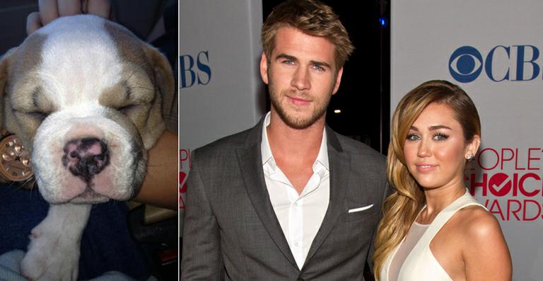 Miley Cyrus presenteia namorado com cachorro