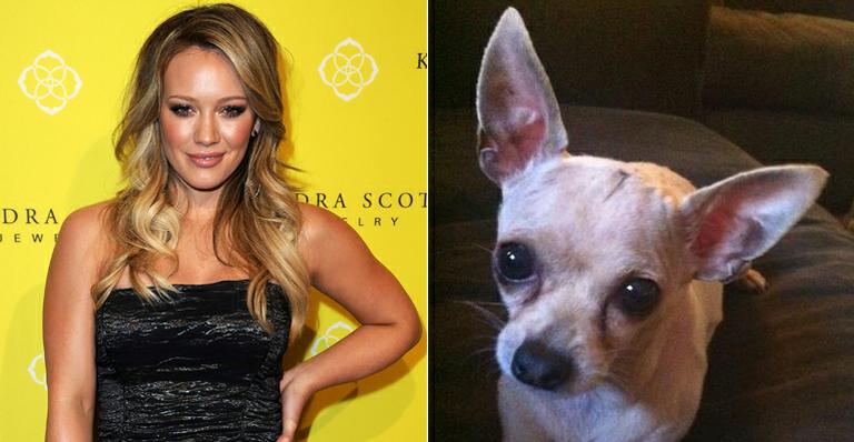 Chihuahua de Hilary Duff recupera-se bem após cirurgia na cabeça