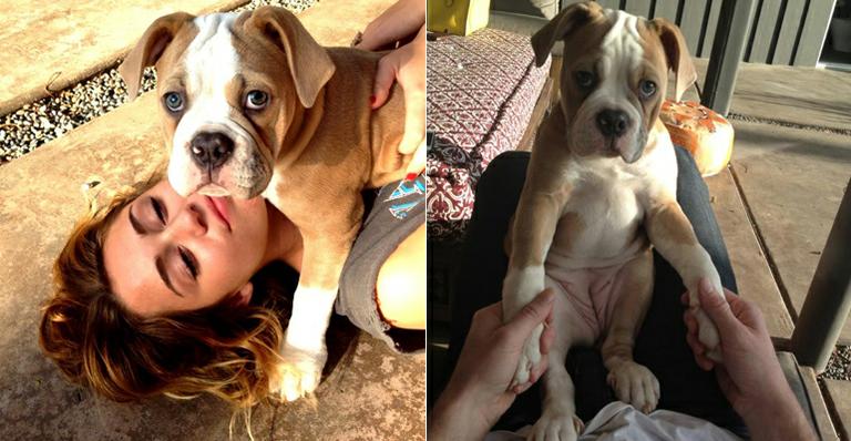 Miley Cyrus e Ziggy, ‘a cachorrinha mais fofa do planeta’
