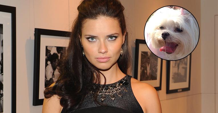 Adriana Lima perde a cachorrinha em Miami e faz apelo no Twitter