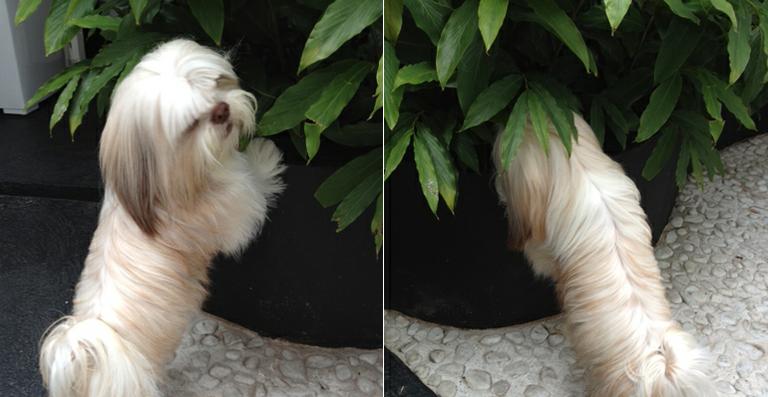 Living Design: Aprenda a conciliar plantas e animais de estimação