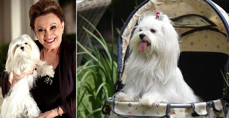 Nicette Bruno ajudou a escolher sua parceira (canina) de cena em ‘Salve Jorge’
