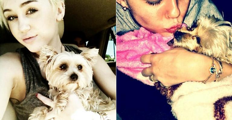 Miley Cyrus sofre com perda da cadelinha Lila