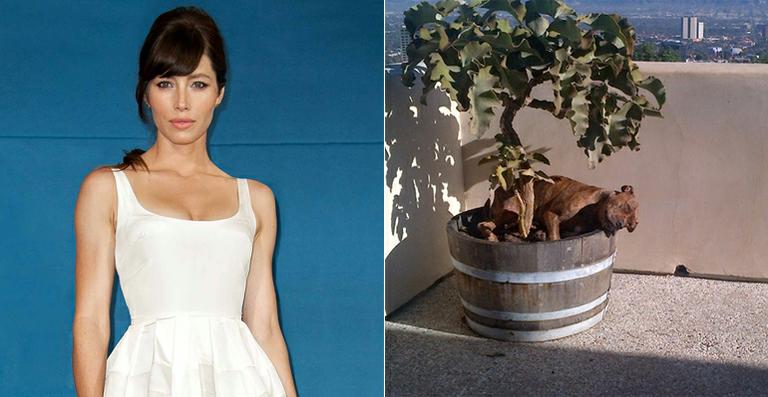 Jessica Biel mostra momento fofo de sua cadela