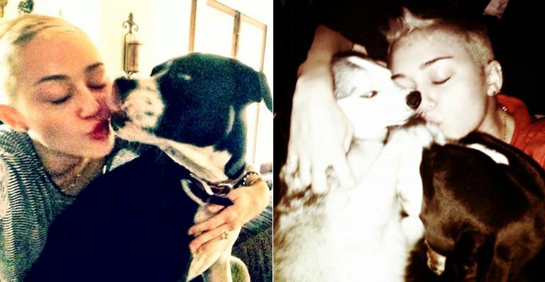 Miley Cyrus tenta superar a perda da cachorrinha Lila