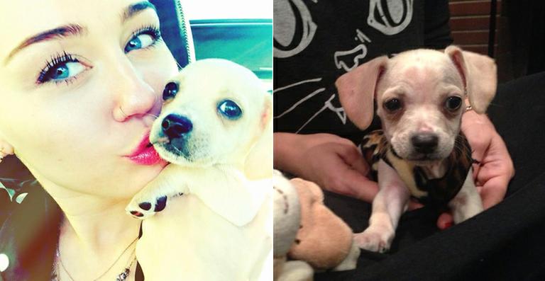 Miley Cyrus adota nova cadelinha e mostra fotos da pequena Bean