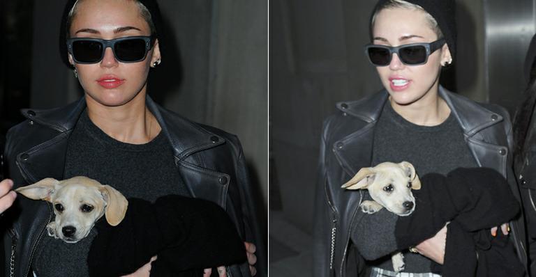 Miley Cyrus não desgruda de seus cachorrinhos