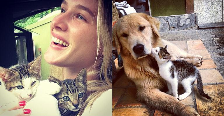 Fiorella Mattheis adota mais dois gatinhos