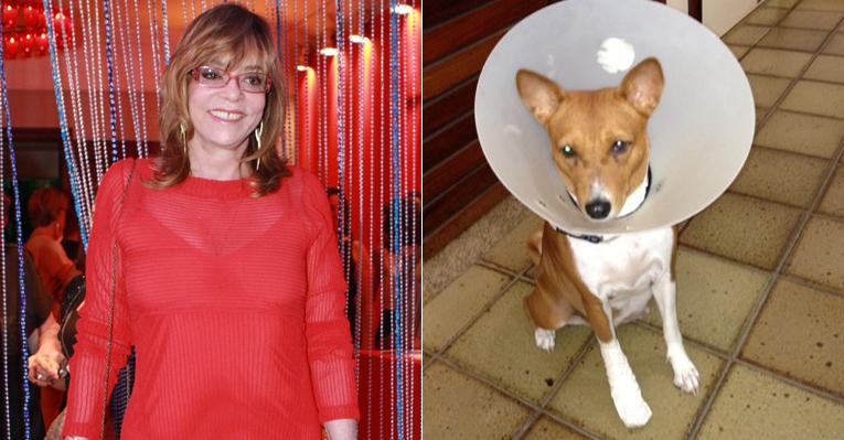 Gloria Perez paparica sua cachorra que teve um abscesso
