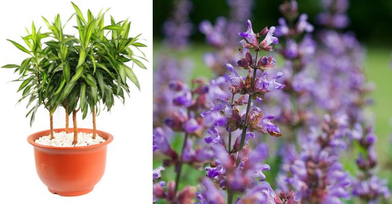 Saiba quais espécies de flores e plantas vivem melhor dentro de casa