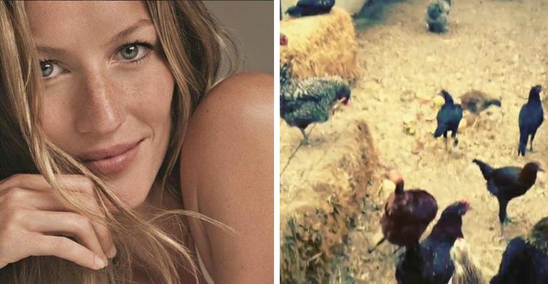 Gisele Bündchen pega ovos em galinheiro ao lado do filho
