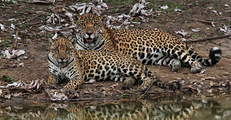 Onçafari: projeto no Pantanal ajuda a preservar a vida da onça-pintada