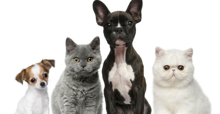 Cachorro ou gato: quem é mais inteligente? Descubra!