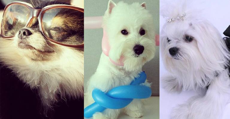 Concurso #CaoModeloCaras já tem três pets vencedores. Confira o resultado!