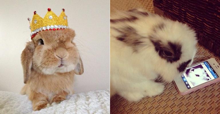 Dupla de coelhos faz sucesso na internet e já tem mais de 330 mil seguidores