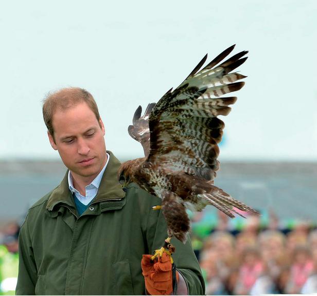 Habilidade e coragem de William