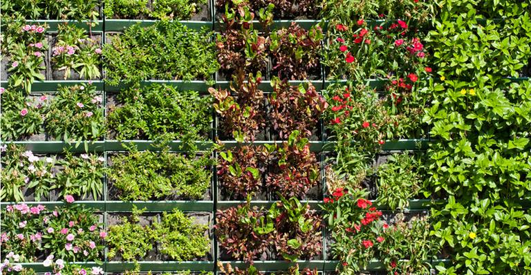 Jardim vertical é a solução para a falta de espaço. Veja como planejar a parede verde