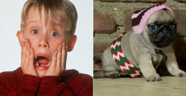 Pet do dia: Filme Esqueceram de Mim é recriado com filhote de pug