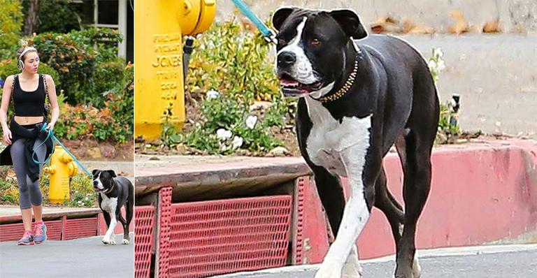 Miley Cyrus caminha com seu cão em Los Angeles