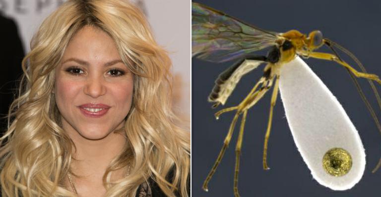 Nova espécie de vespa parasita é batizada em homenagem a Shakira
