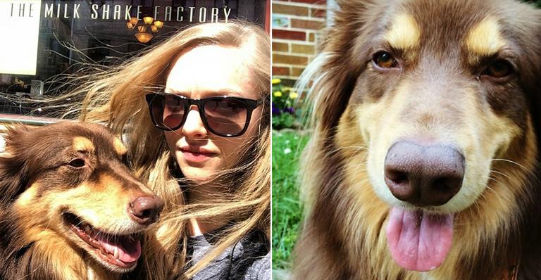 Amanda Seyfried mostra habilidade de equilíbrio de seu cachorro Finn