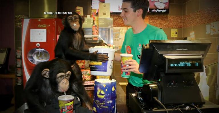 Chimpanzés assistem filme ‘Planeta dos Macacos: O Confronto’ nos EUA; Veja a reação