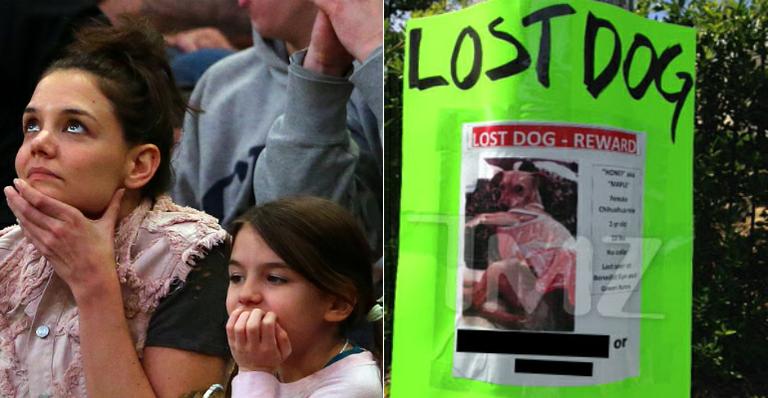 Suri Cruise perde cachorro e paga recompensa de US$ 1 mil