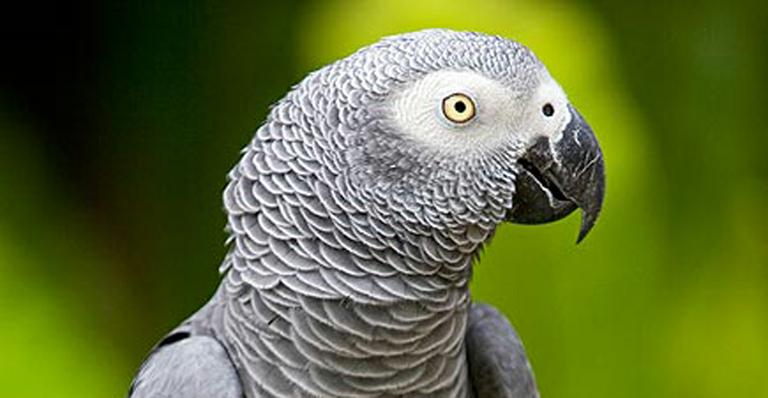 Papagaio perdido volta para seu dono após quatro anos ‘falando espanhol’