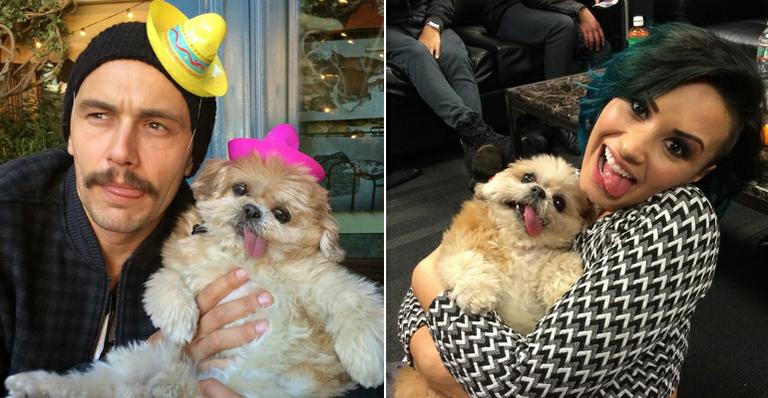 James Franco e Demi Lovato se derretem por Marnie, a cachorrinha que é fenômeno na web