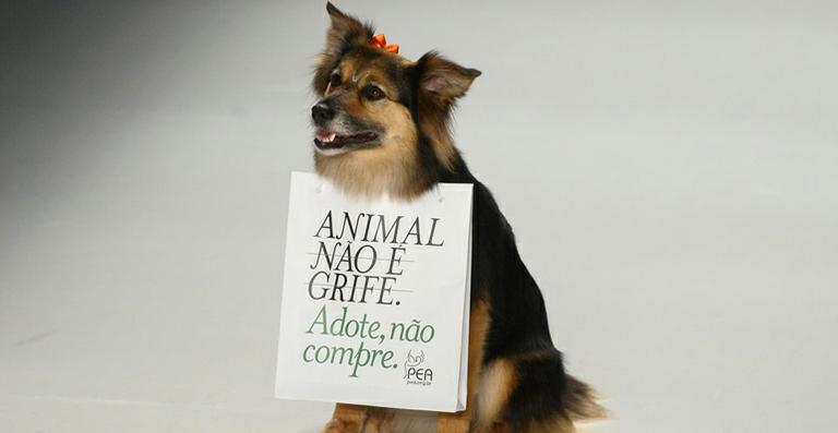 Desfile de Ronaldo Fraga conscientiza sobre a adoção de animais
