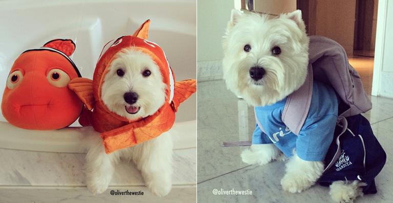 Cãozinho Oliver encanta seus mais de 22 mil seguidores na web com fotos fofas