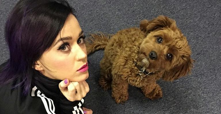 Fofura! Katy Perry usa pijama com o rosto de seu cachorro