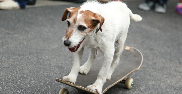 Morre Uggie, o cachorrinho de ‘O Artista’, aos 13 anos