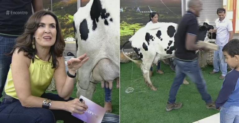 Vaca faz xixi no palco do ‘Encontro’ e Fátima brinca: “Isso não é o leite”