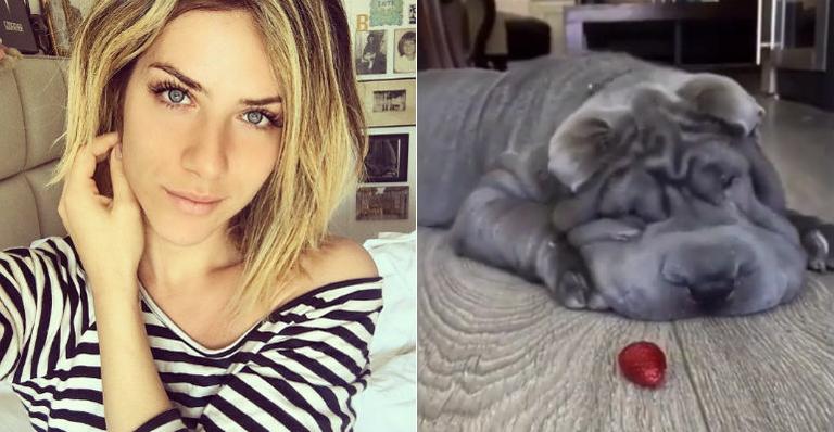 Giovanna Ewbank se derrete por cachorro da raça Shar Pei: “Vontade de morder!”