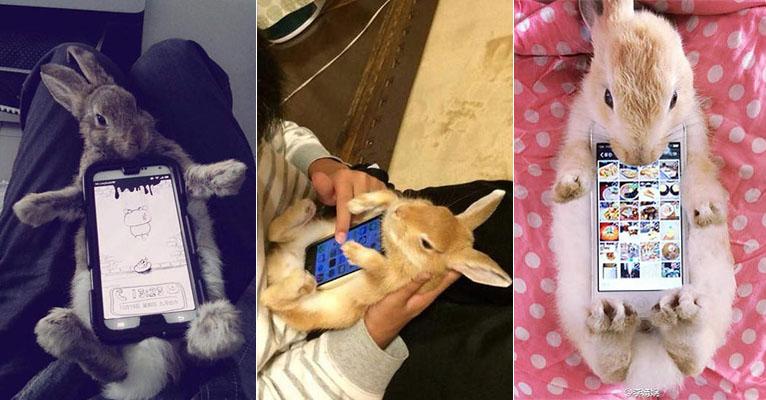 Japoneses usam coelhos de verdade como case de celular; saiba mais