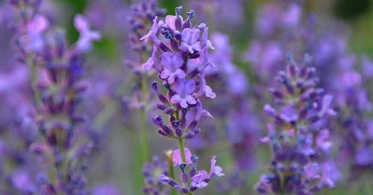 Lavanda: veja os benefícios da planta para o corpo e ambiente