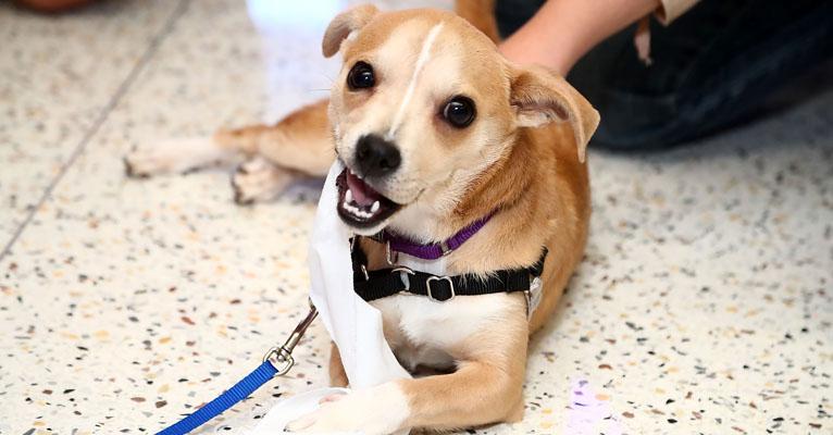 Cachorros ganham canal com conteúdo exclusivo para eles
