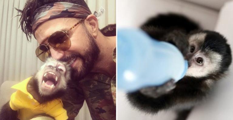 Veja 10 momentos fofos de Twelves, o macaco de Latino